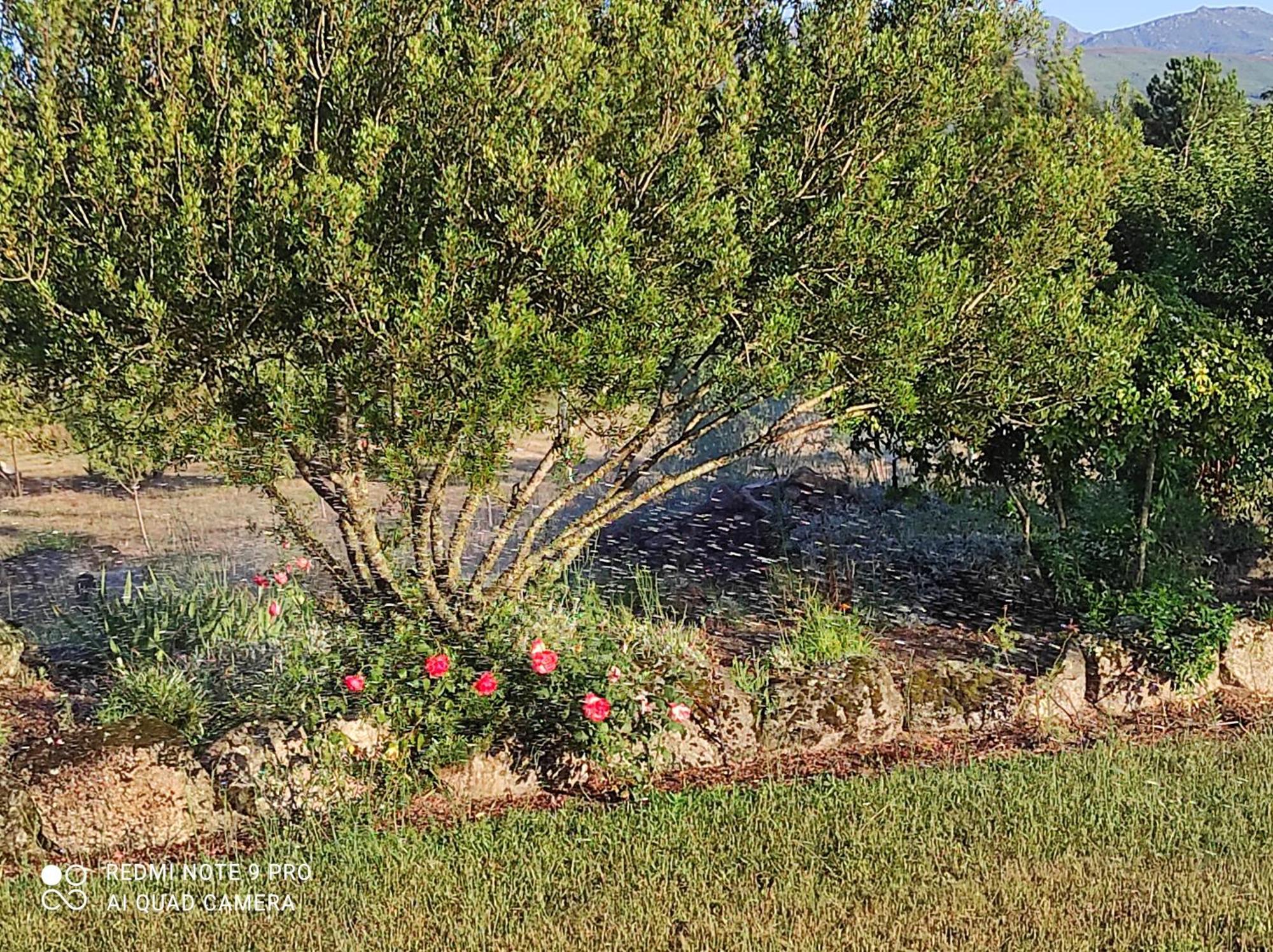 Quinta Damigo ξενώνας Seia Εξωτερικό φωτογραφία