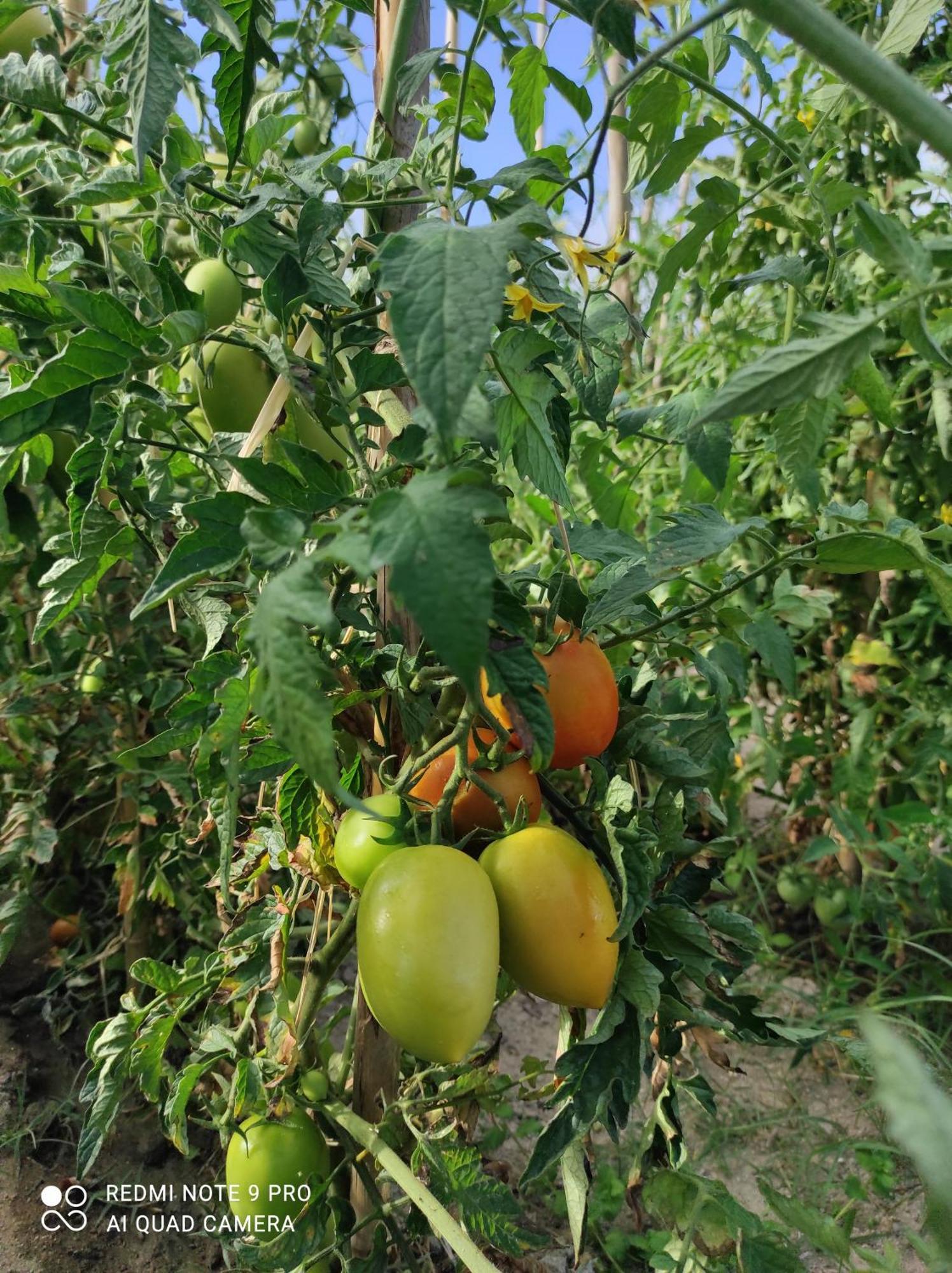 Quinta Damigo ξενώνας Seia Εξωτερικό φωτογραφία