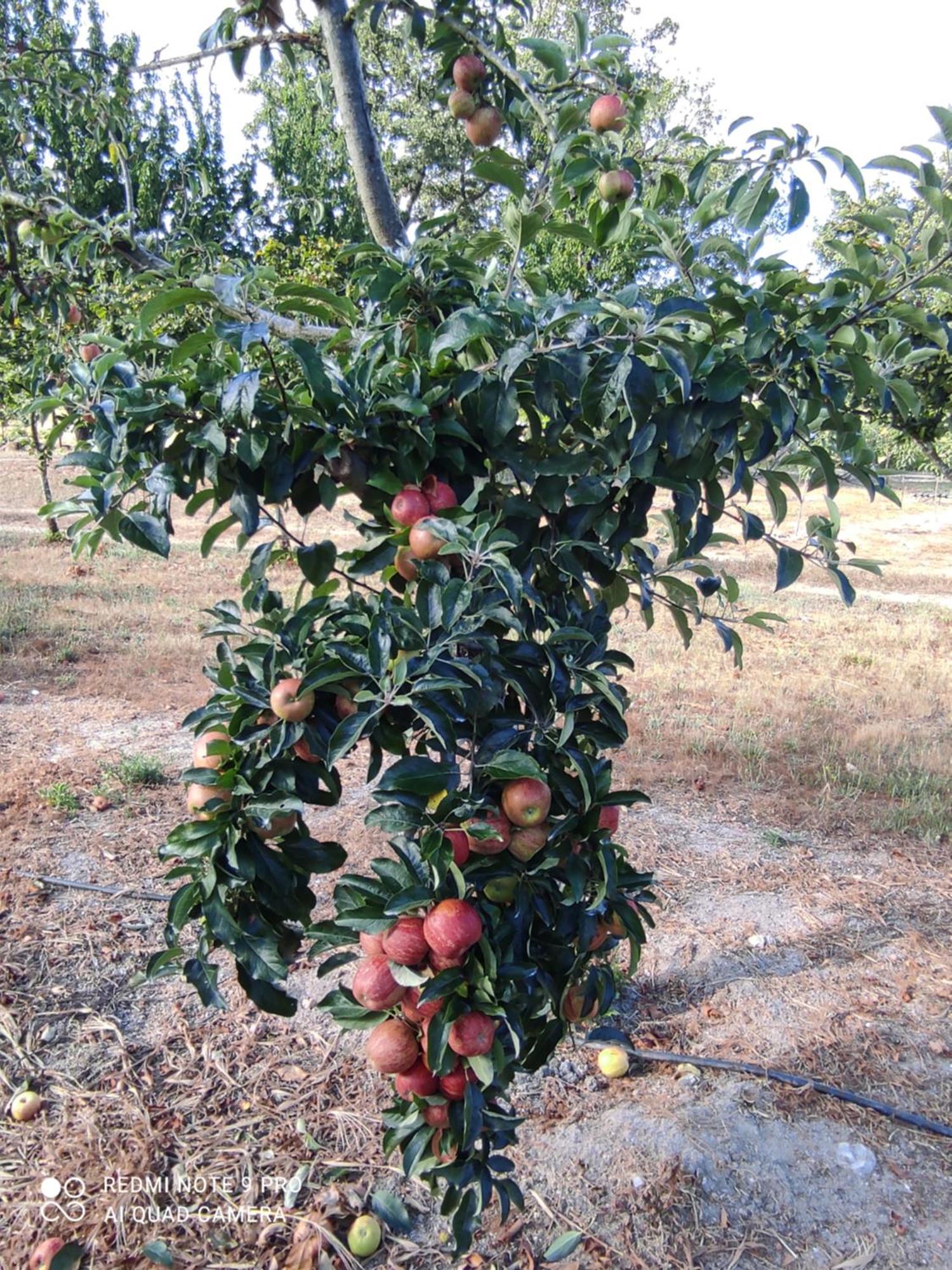 Quinta Damigo ξενώνας Seia Εξωτερικό φωτογραφία